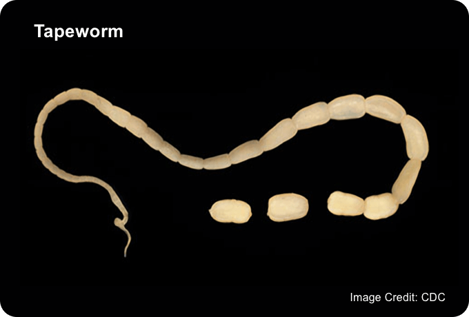 Image of a tapeworm. Image credit: CDC