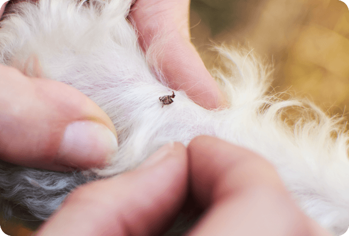 Hands reveal a small tick within a dog's white fur. 