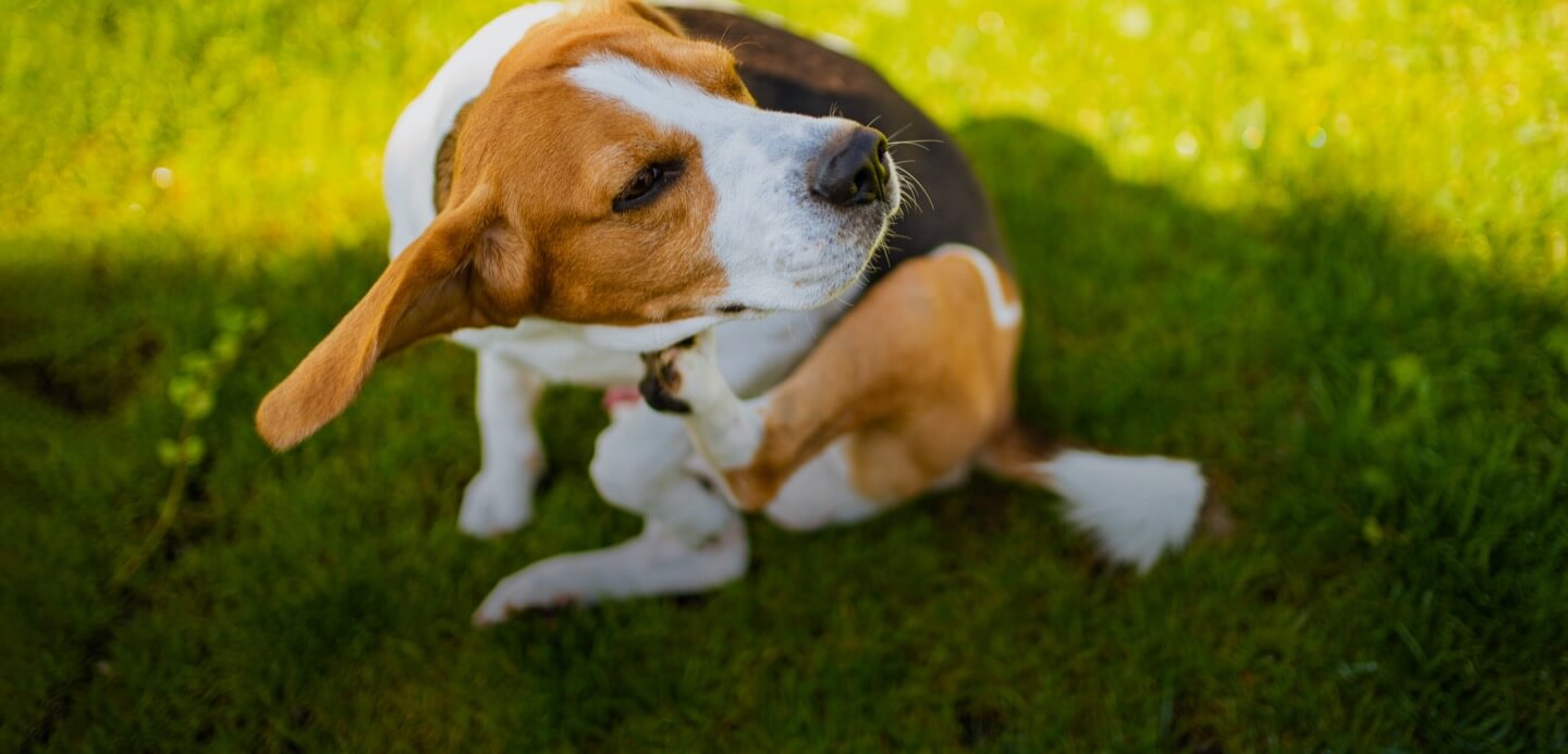 A beagle puppy scratching its neck