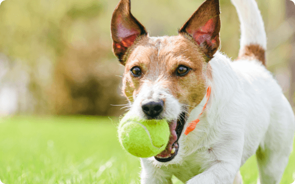 A dog runs with a tennis ball in its mouth