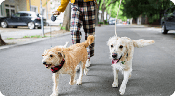 Two dogs being walked on a leash