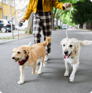 Two dogs being walked on a leash