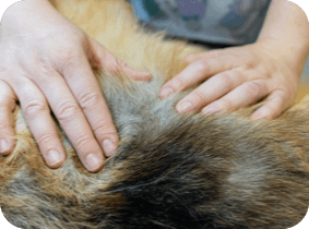 Person inspecting a dog's fur for ticks