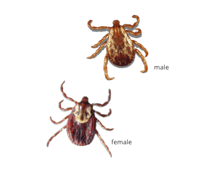 image of a male and female American Dog Tick