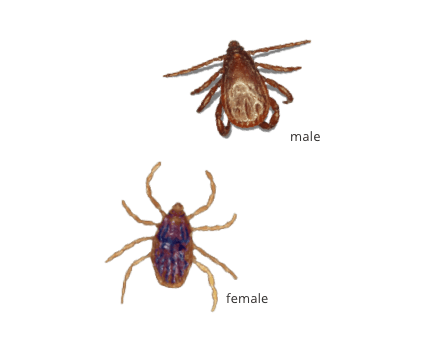 Image of a male and female Brown Dog Tick