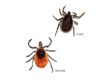 image of a male and female Deer Tick
