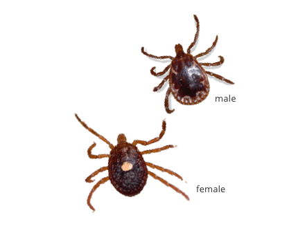 Image of a male and female Lone Star Tick