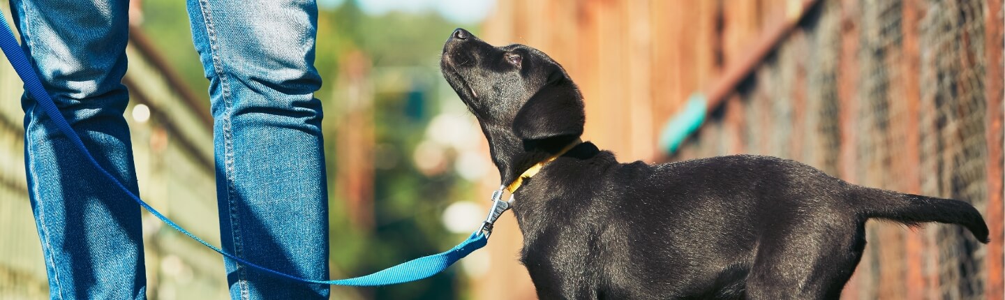 Black Puppy Looks Up at its Owner | FRONTLINE® Flea and Tick Protection 