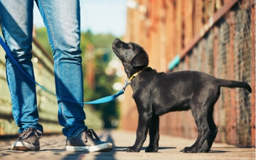 Black Puppy Looks Up at its Owner | FRONTLINE® Flea and Tick Protection 