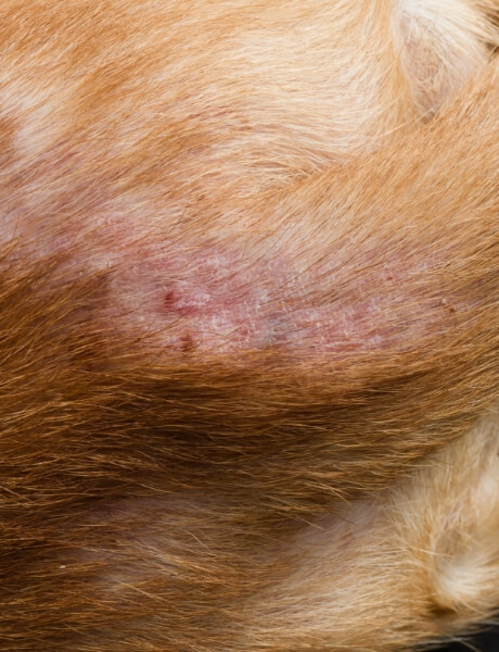 Inflammation on a Dog's Skin | FRONTLINE® Flea and Tick Protection