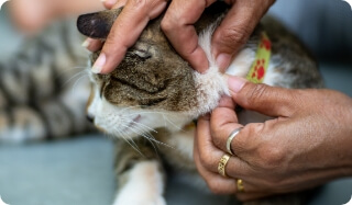 A Cat is Being Inspected for Fleas | FRONTLINE® Flea and Tick Protection 