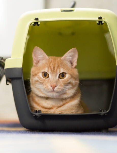 A Cat Sits in an Open Pet Carrier | FRONTLINE® Flea and Tick Protection