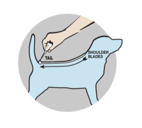 silhouette of dog indicating where to apply product