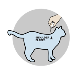 Apply FRONTLINE Gold for cats between shoulder blades