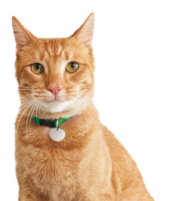 tabby cat