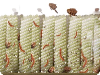 fleas on carpet fiber