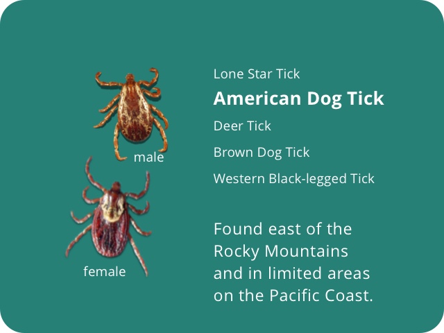 American dog tick