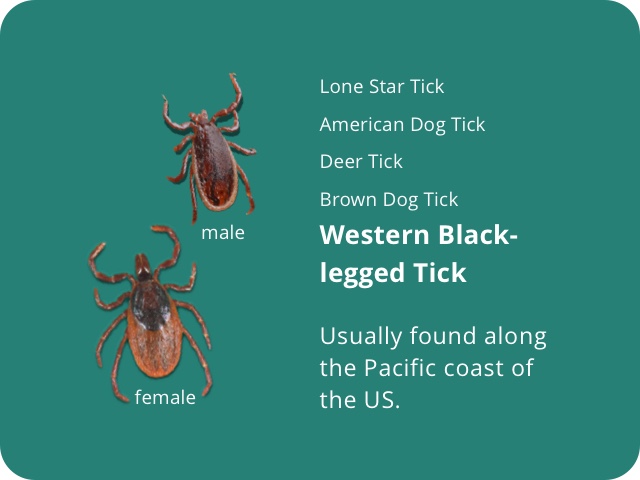Western black legged tick