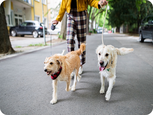 two dogs on leach walking in the street 
