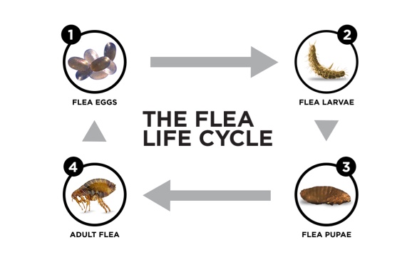 graphic showing life cycle of a flea