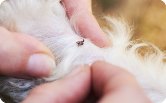 tick on dog fur 