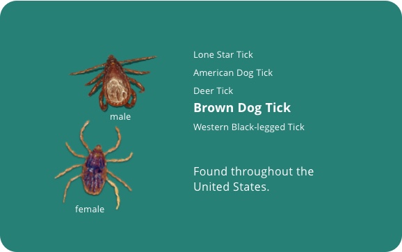 Brown dog tick