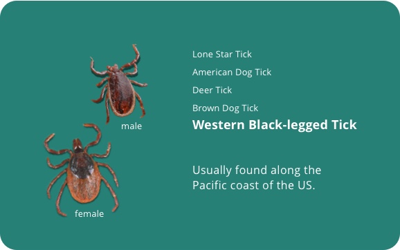 Western black legged tick