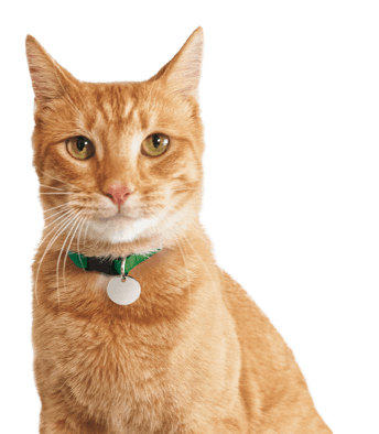 orange tabby cat with collar
