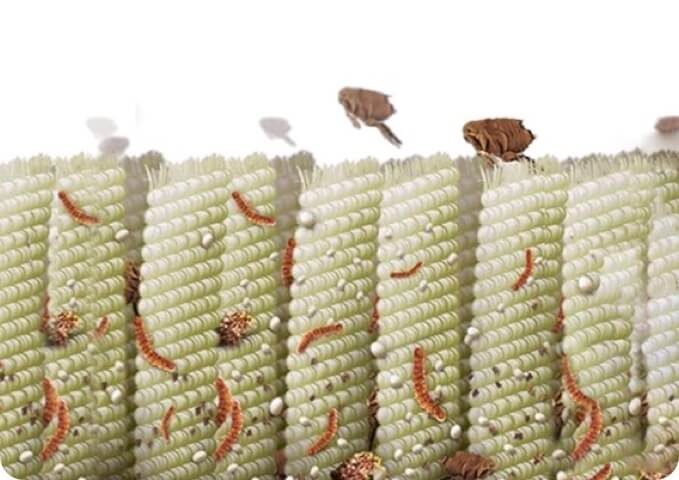  Image of fleas bounding around in a carpet