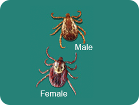 Male and female American Dog Tick