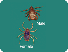 Male and female brown dog tick