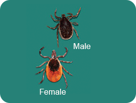 Male and female Deer Ticks