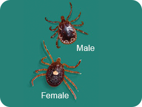 Male and female lone star ticks