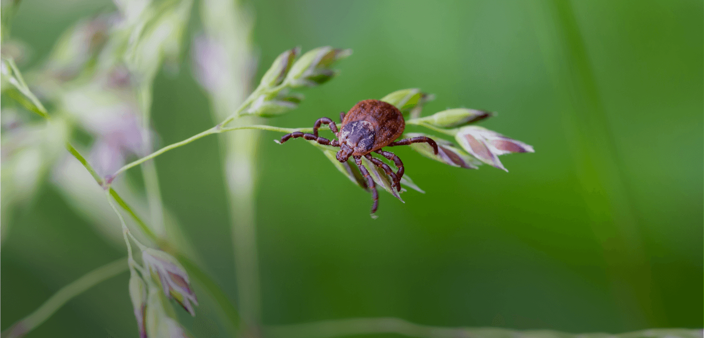 A tick on a piece of grass