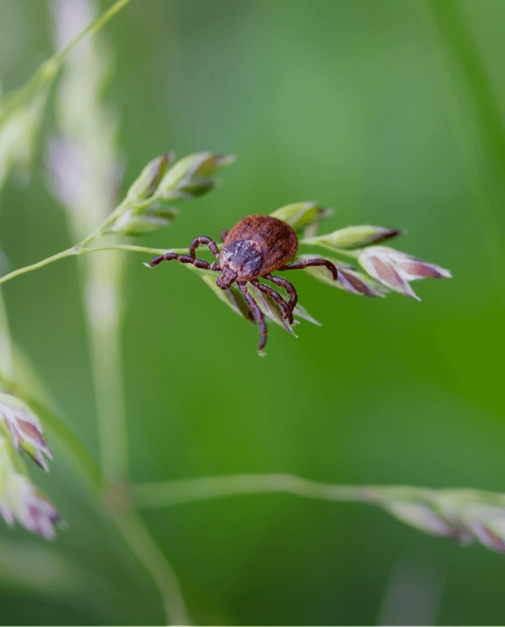 A tick on a piece of grass