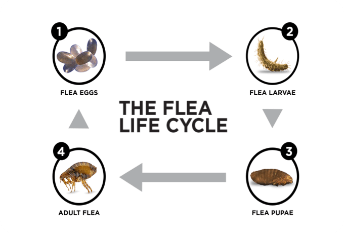 Flea life cycle moving from Flea Eggs to larvae to pupae to adult