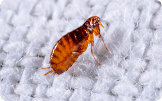 A flea on clothes
