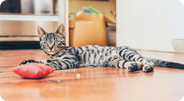A young tabby cat lays on the hardwood floor, staring intently at a red bean bag a few feet away from its paws 