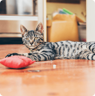 A young tabby cat lays on the hardwood floor, staring intently at a red bean bag a few feet away from its paws 