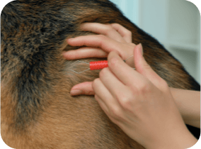 Person removing ticks from a dog with a special tool
