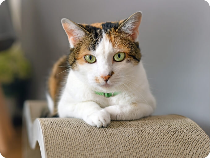 A Cat Lays on a Scratching Pad | FRONTLINE® Flea and Tick Protection 