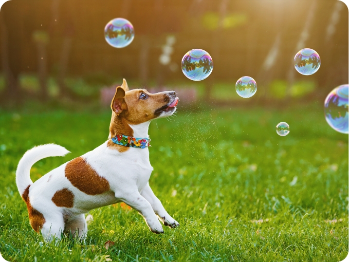A Small Brown and White Dog Chases Bubbles in the Backyard | FRONTLINE® Flea and Tick Protection