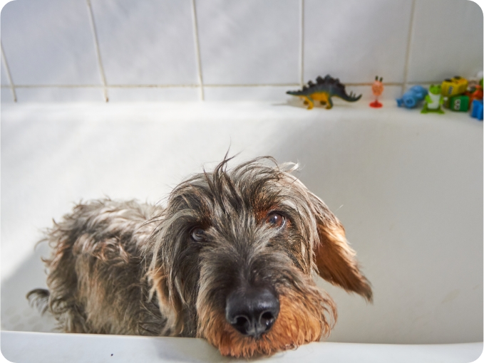 A Scruffy Dog Looks at You from Inside a Bathtub | FRONTLINE® Flea and Tick Protection