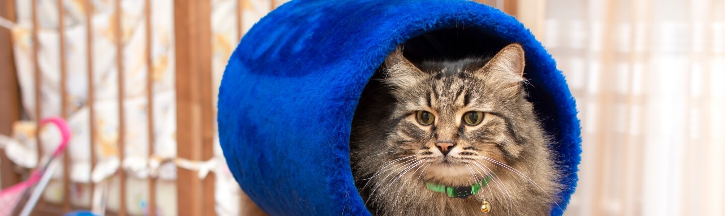 A Cat Relaxes in its Cat House | FRONTLINE® Flea and Tick Protection 