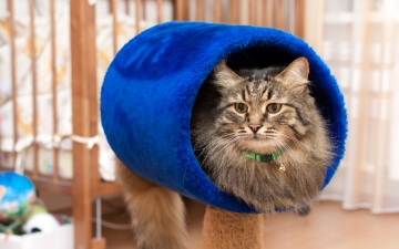 A Cat Relaxes in its Cat House | FRONTLINE® Flea and Tick Protection 