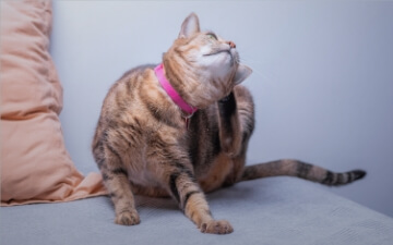 A Cat Scratches Behind its Ear | FRONTLINE® Flea and Tick Protection 