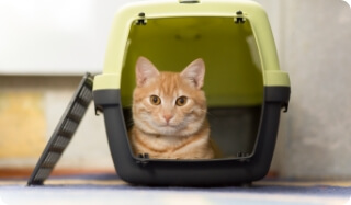 A Cat Sits in an Open Pet Carrier | FRONTLINE® Flea and Tick Protection
