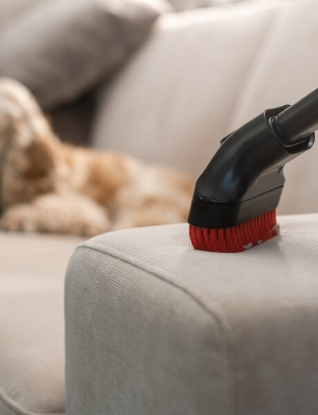 A Vacuum Cleaning a Couch while a Dog Sits there Indifferently | FRONTLINE® Flea and Tick Protection