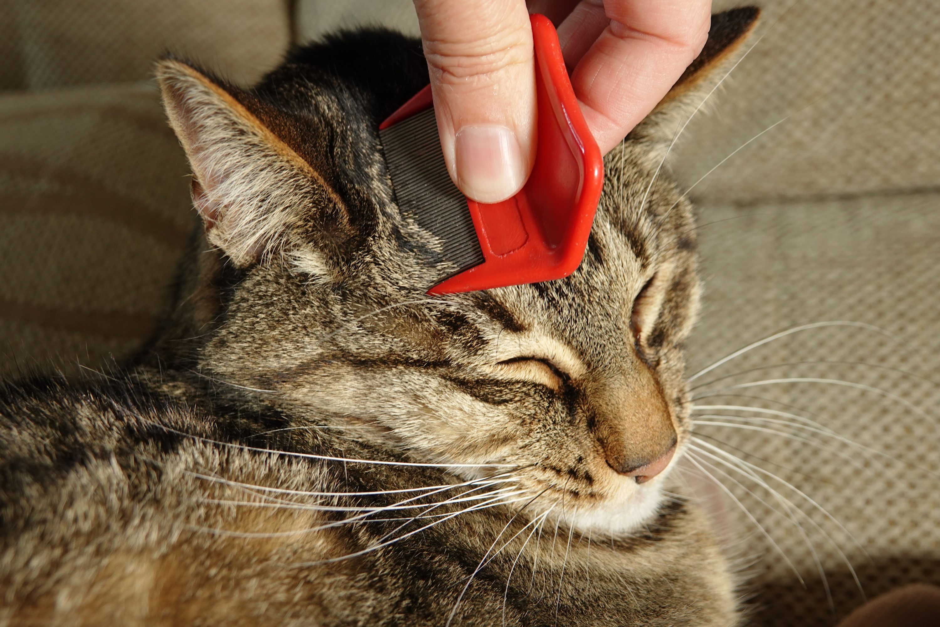 Indoor Cats and Fleas | FRONTLINE® Flea & Tick Protection | Frontline